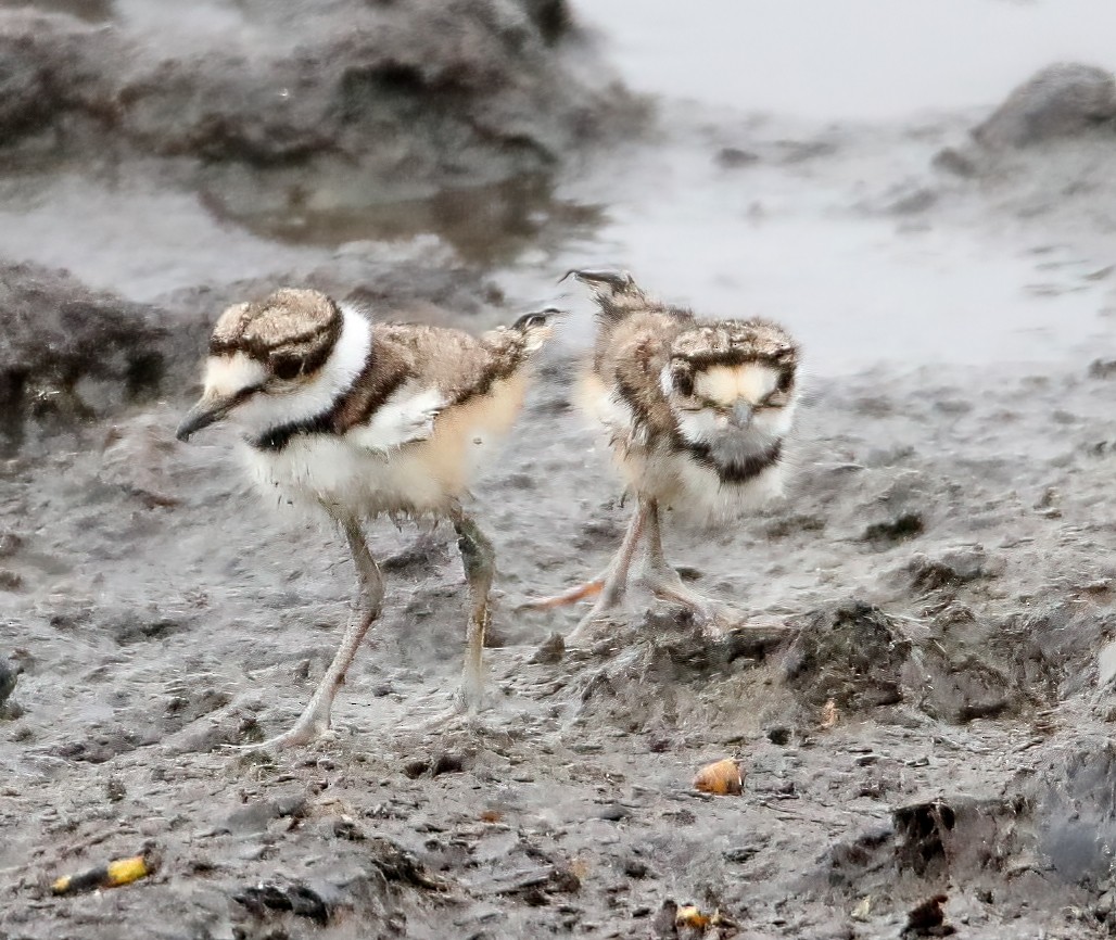 Killdeer - ML567808811