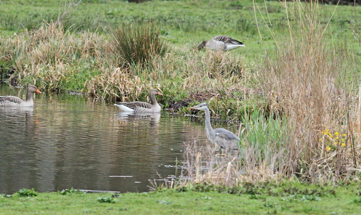 Graylag Goose - ML567809081