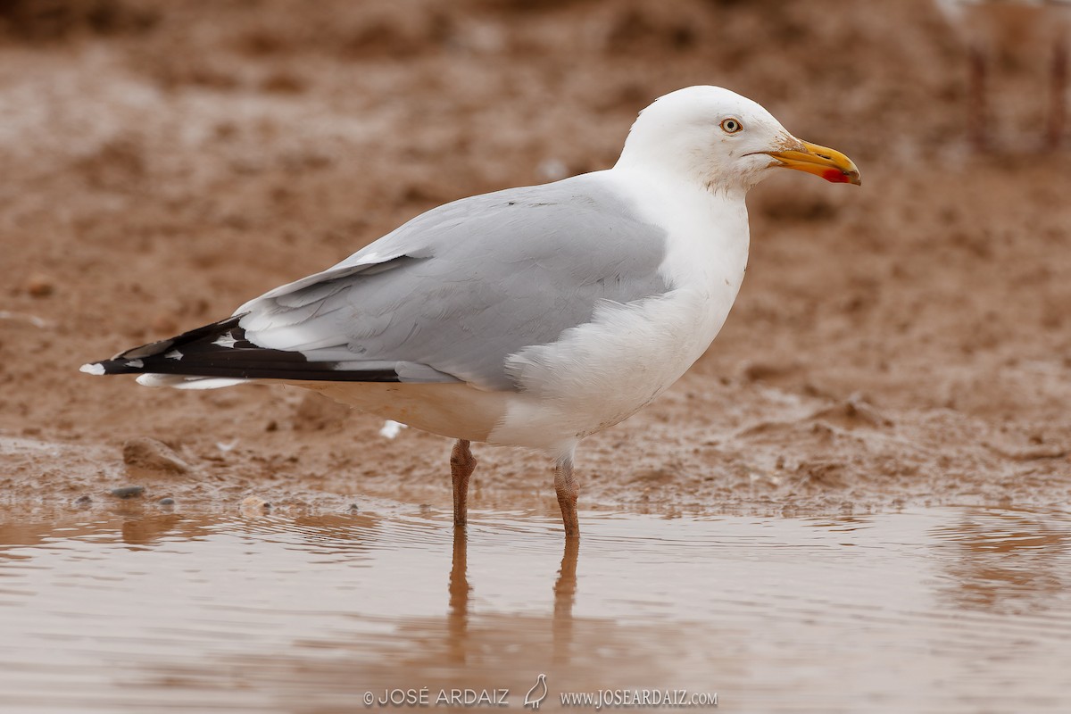 Gaviota Argéntea - ML567809151