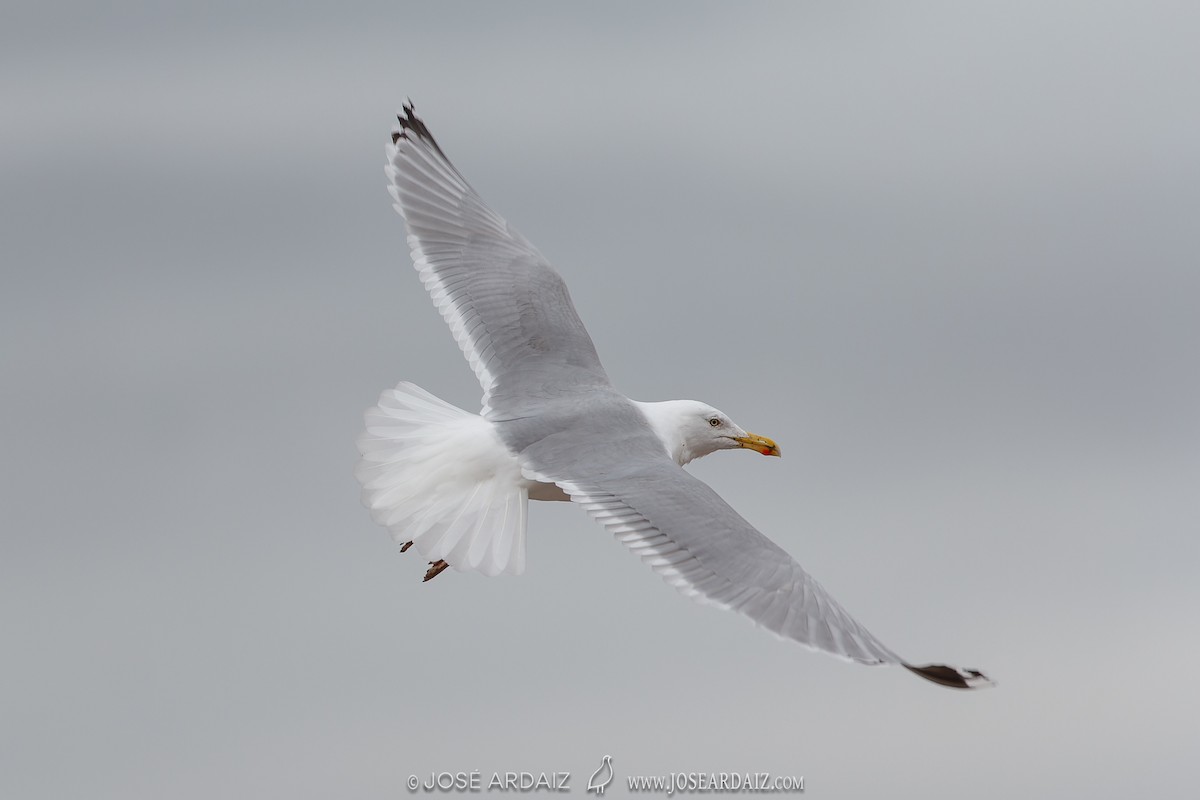 Herring Gull - ML567809161