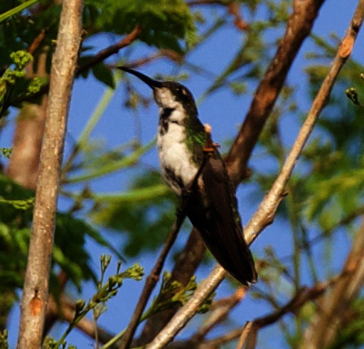 Green-breasted Mango - David Ascanio