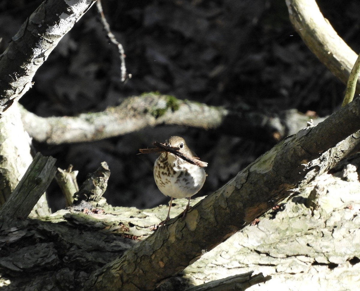 Hermit Thrush - ML567809371