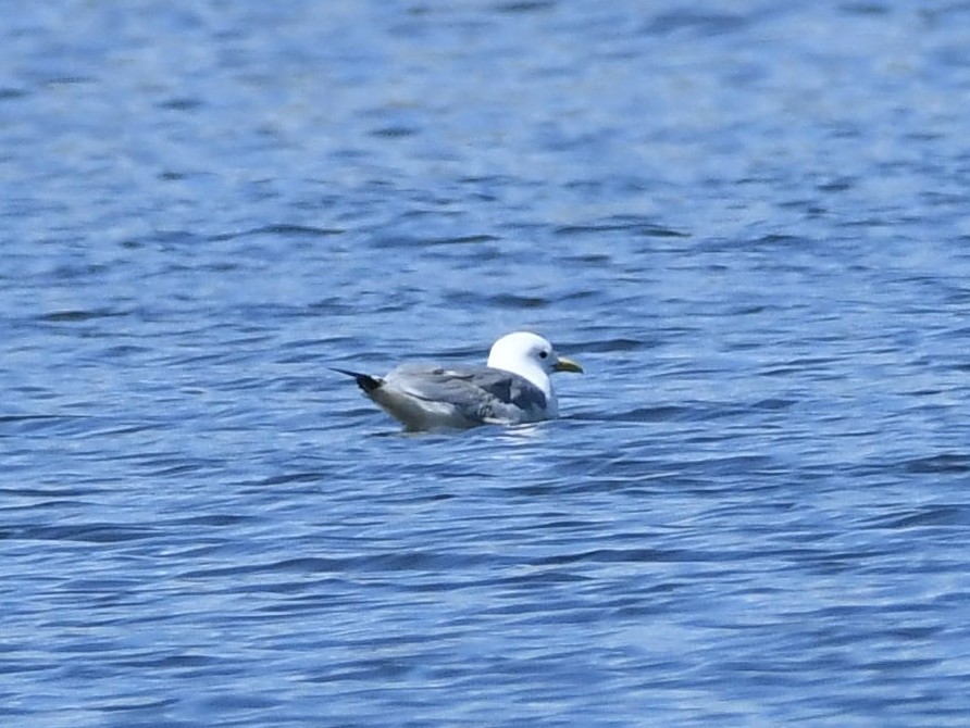 racek tříprstý - ML567811561