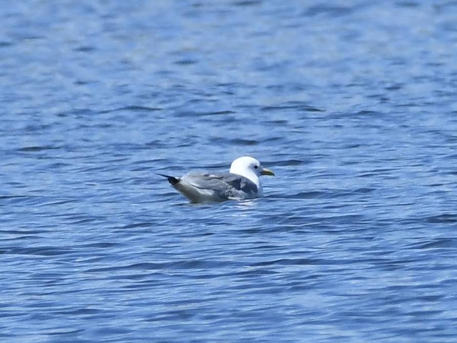 Black-legged Kittiwake - ML567811561