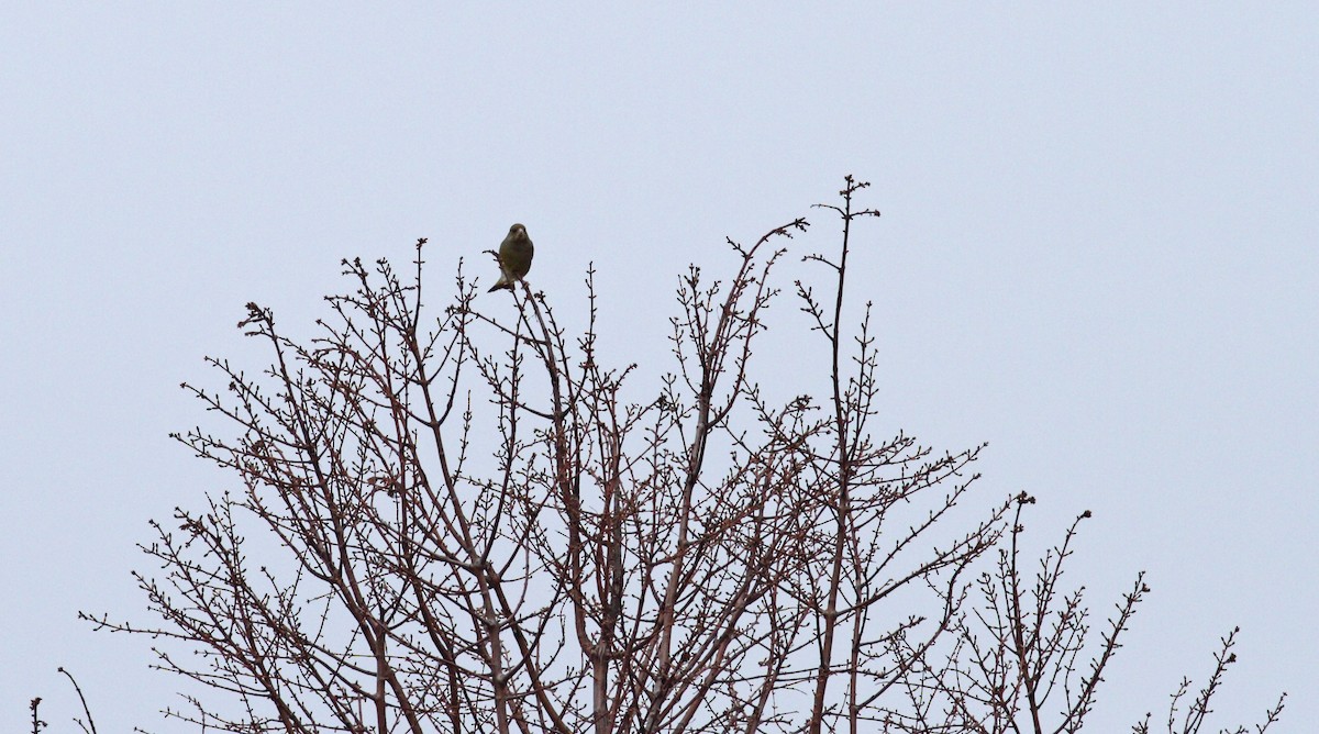 European Greenfinch - ML567811701
