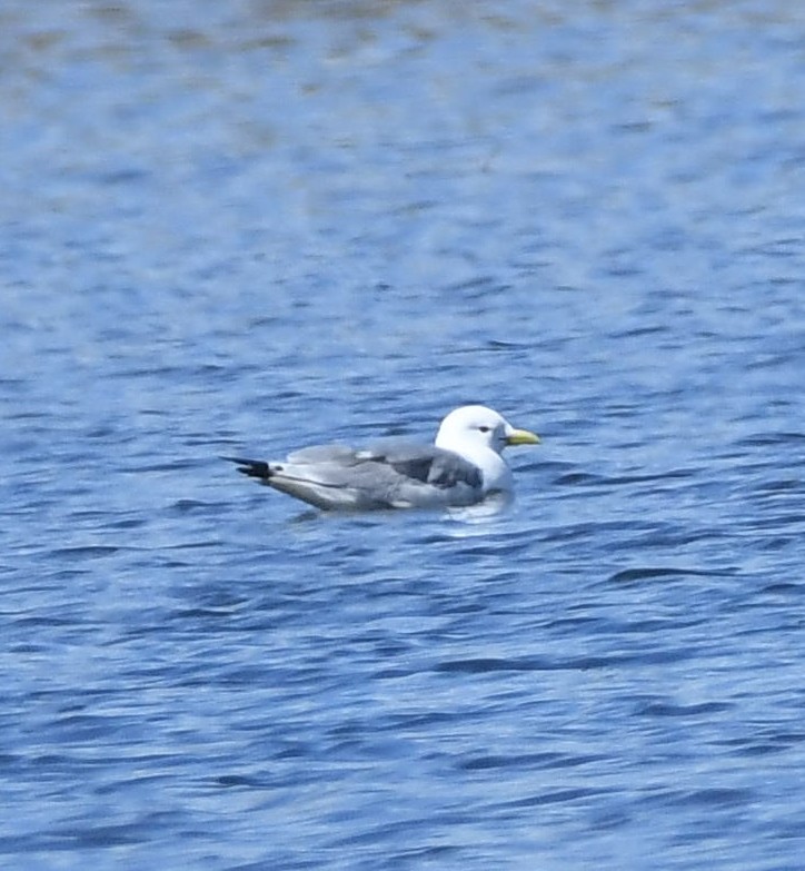 Black-legged Kittiwake - ML567811711