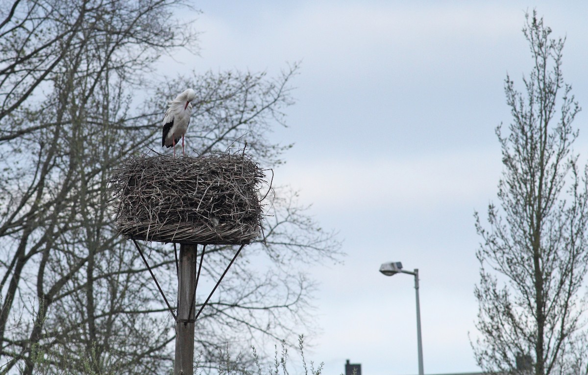 White Stork - ML567811961