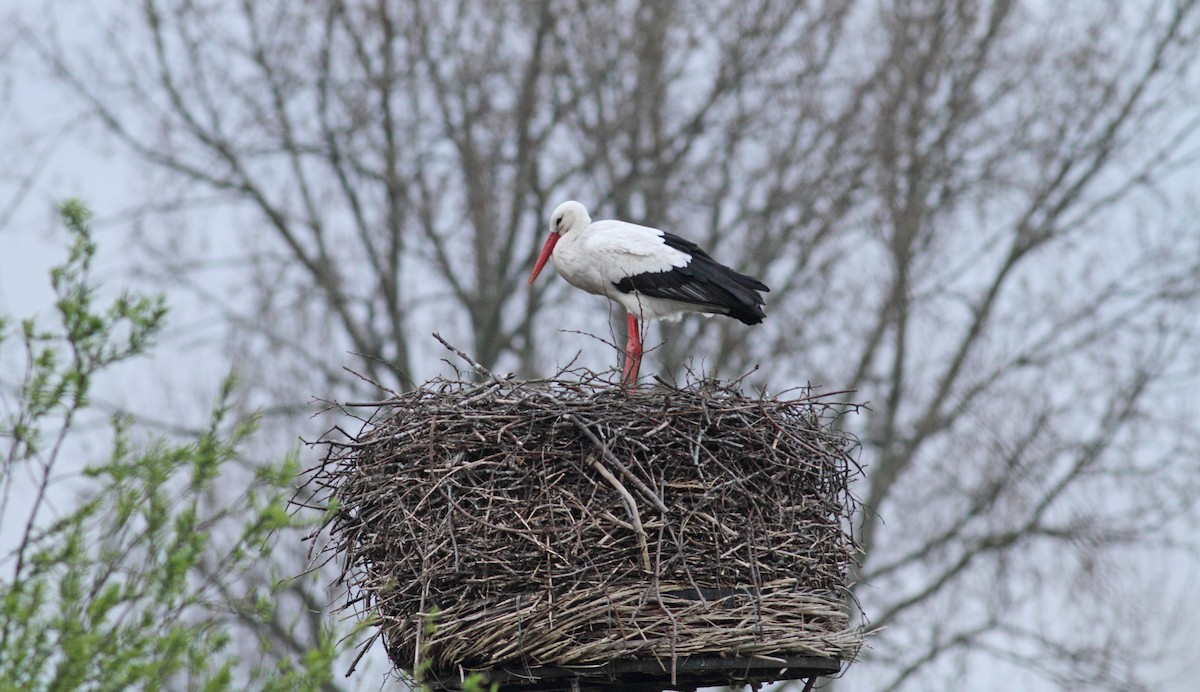 White Stork - ML567811971