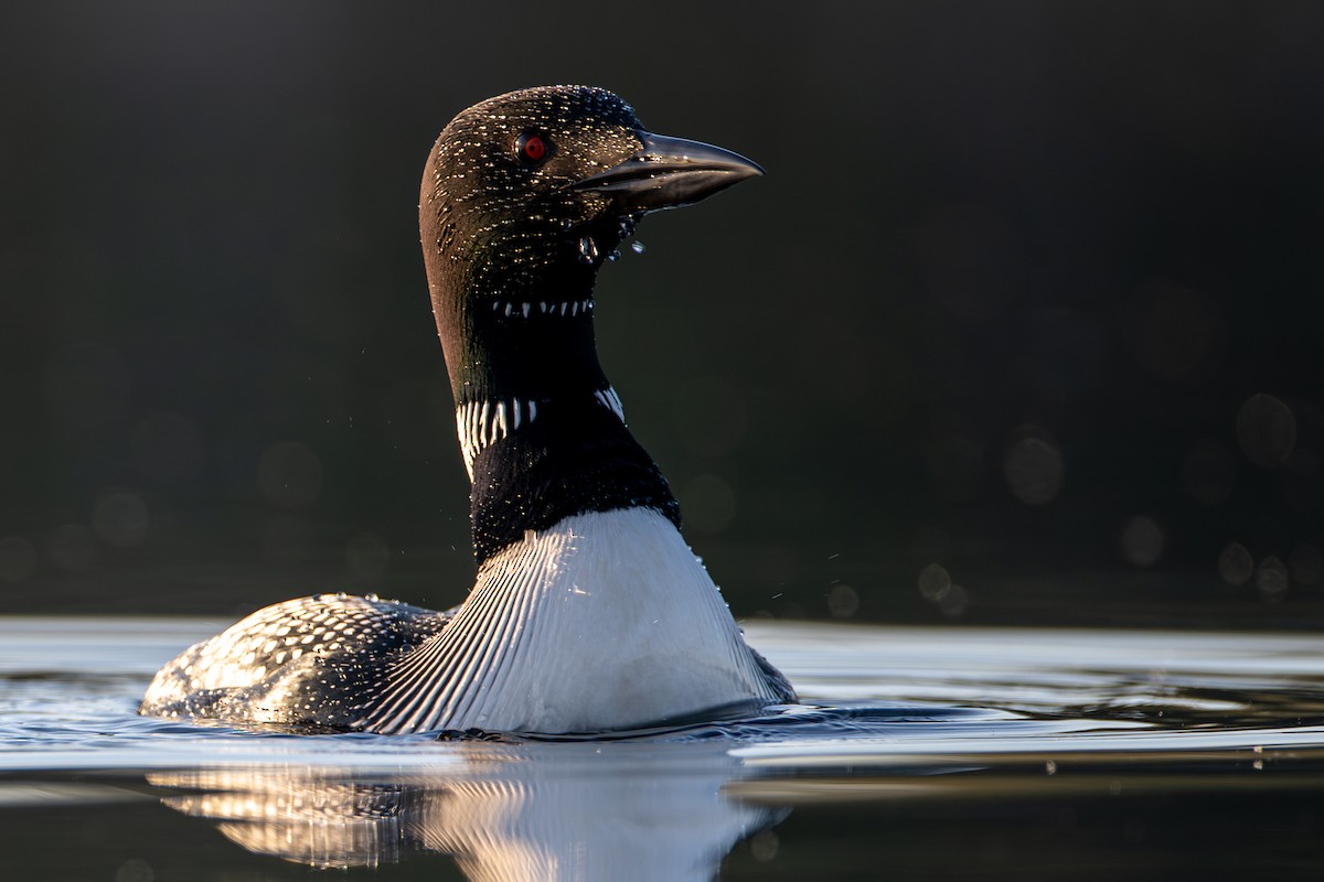 Common Loon - ML567812291