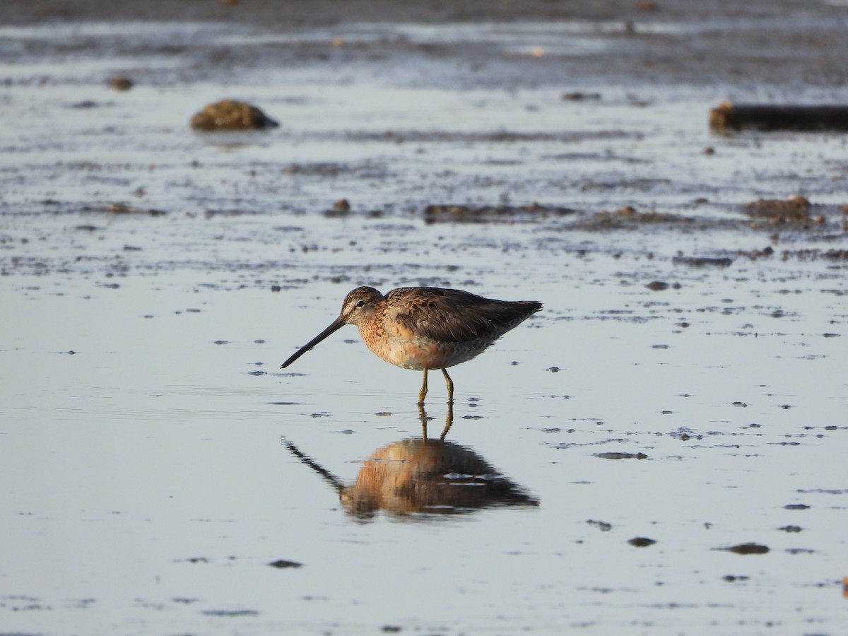 Long-billed Dowitcher - ML567813151