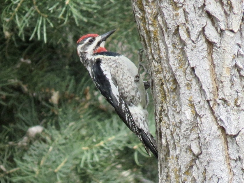 Red-naped Sapsucker - ML567813231