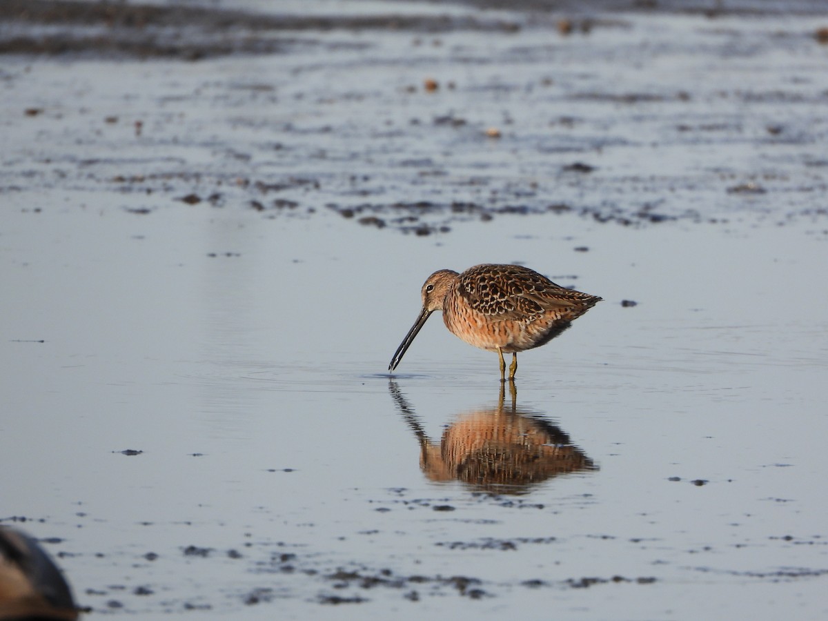 Long-billed Dowitcher - ML567813331