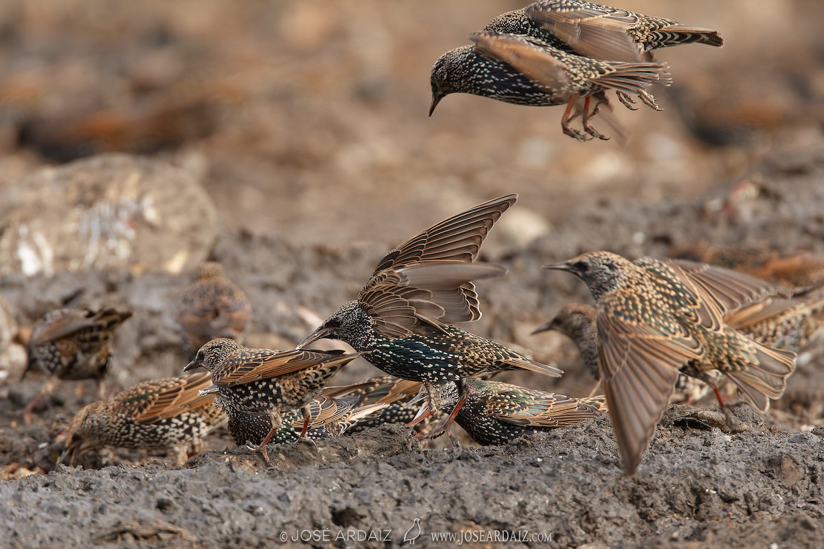 European Starling - ML567814101