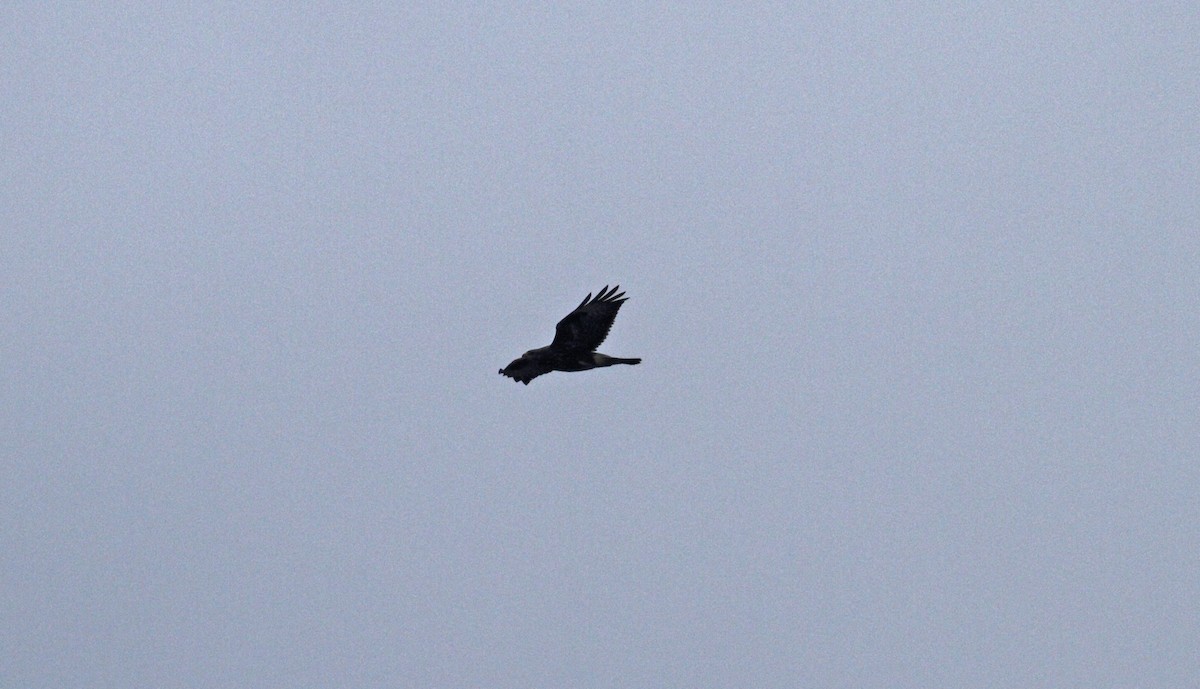 Common Buzzard - ML567814161