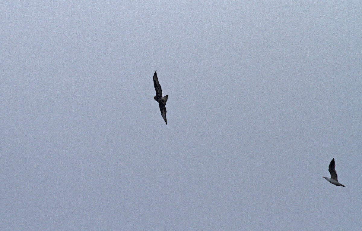 Common Buzzard - ML567814171