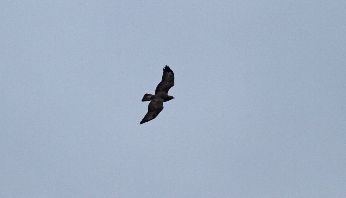 Common Buzzard - ML567814181