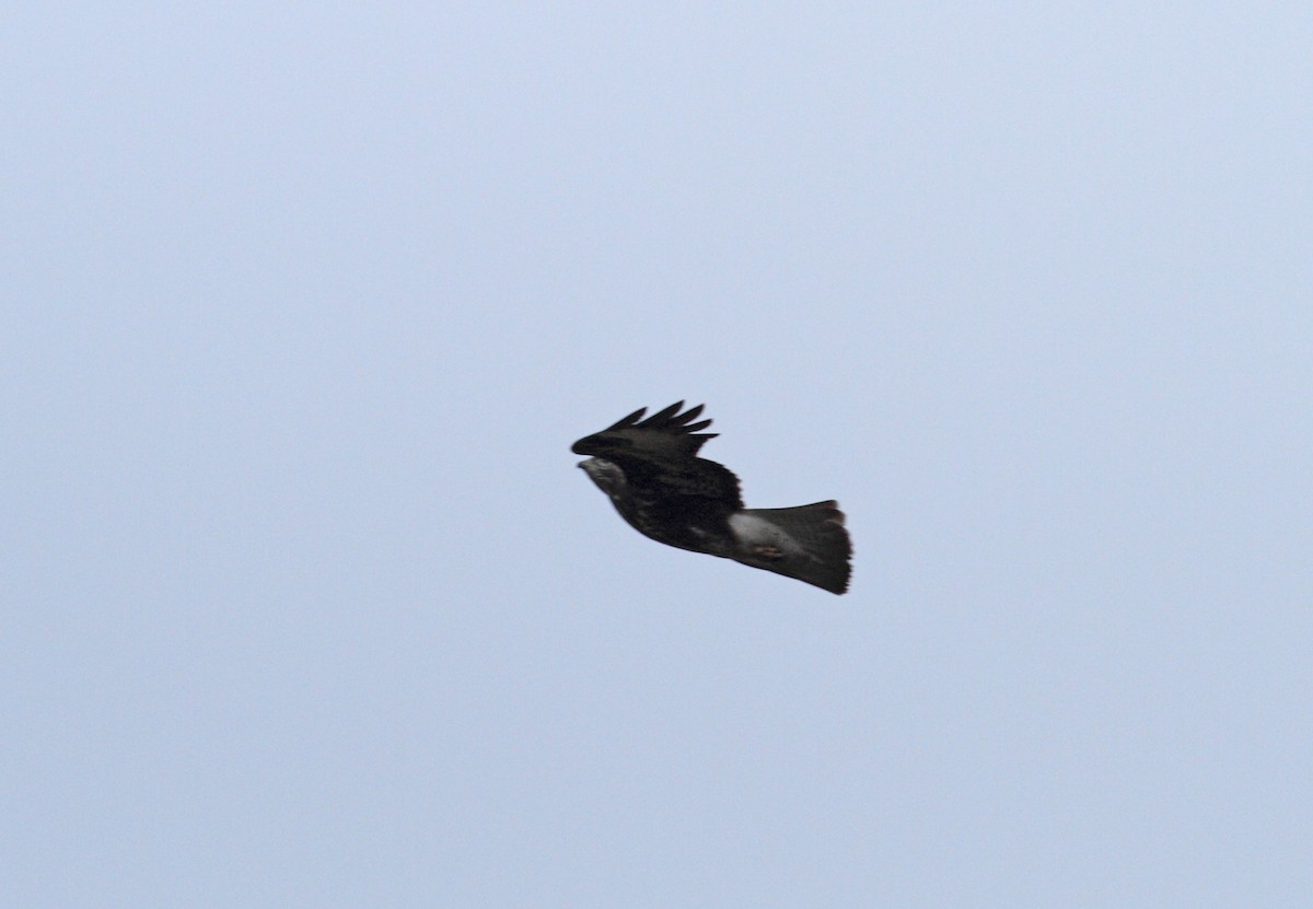 Common Buzzard - ML567814191