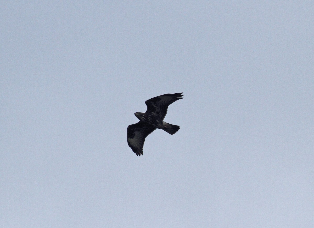 Common Buzzard - ML567814211