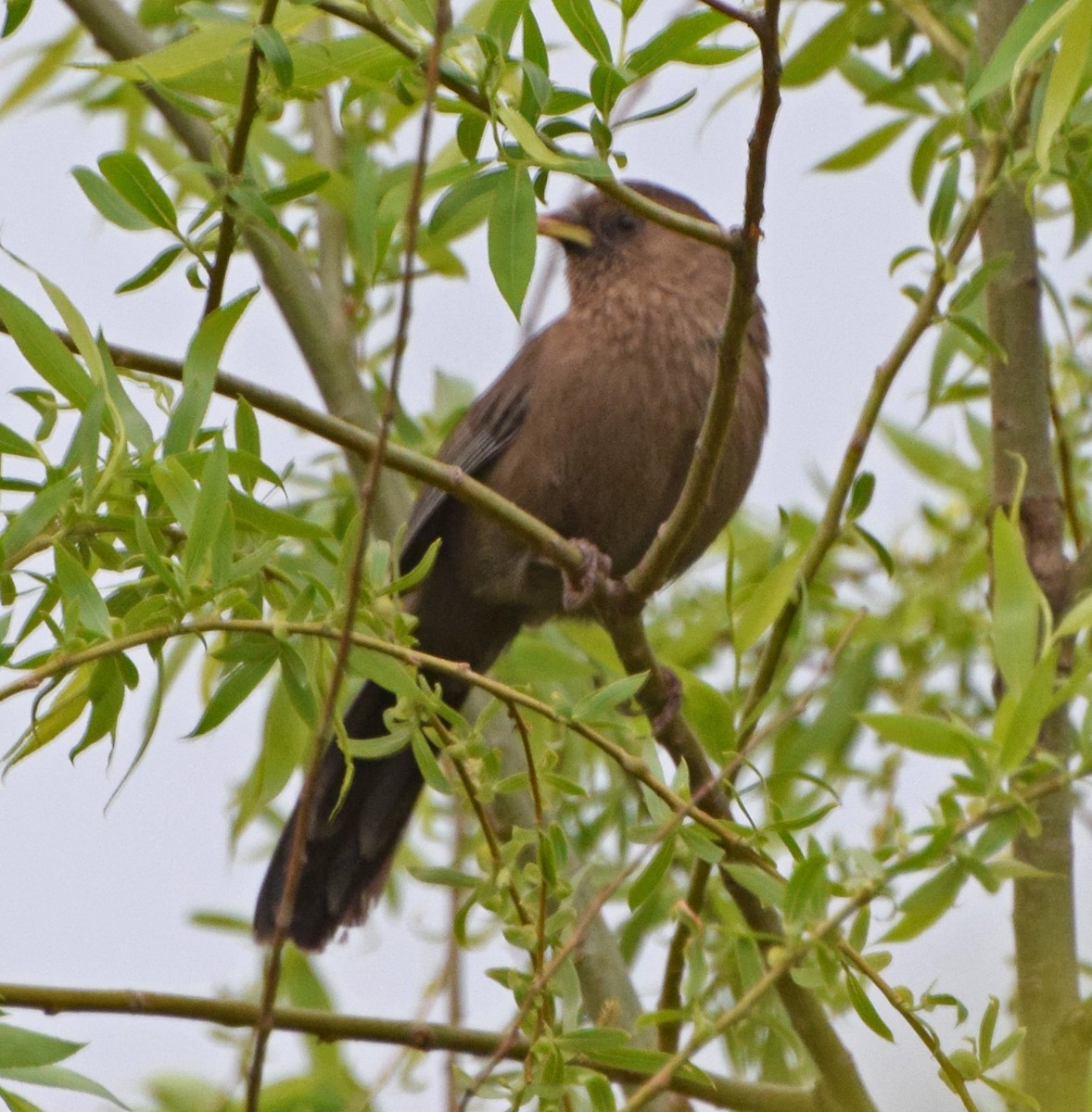 Pere David's Laughingthrush - ML56781531