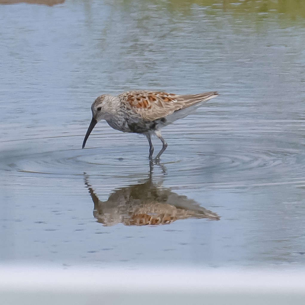 Dunlin - ML567816601