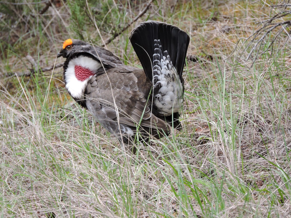 Dusky Grouse - ML56781661