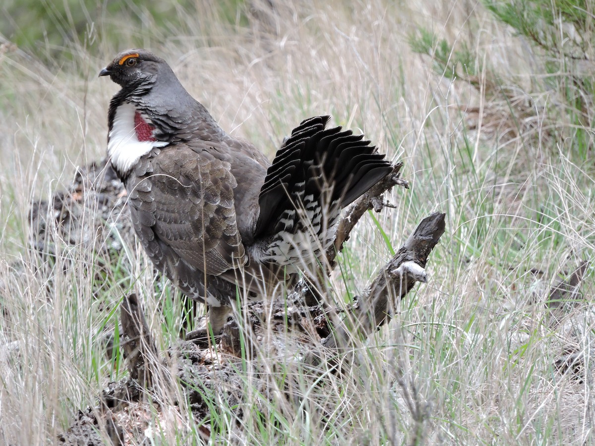 Dusky Grouse - ML56781671