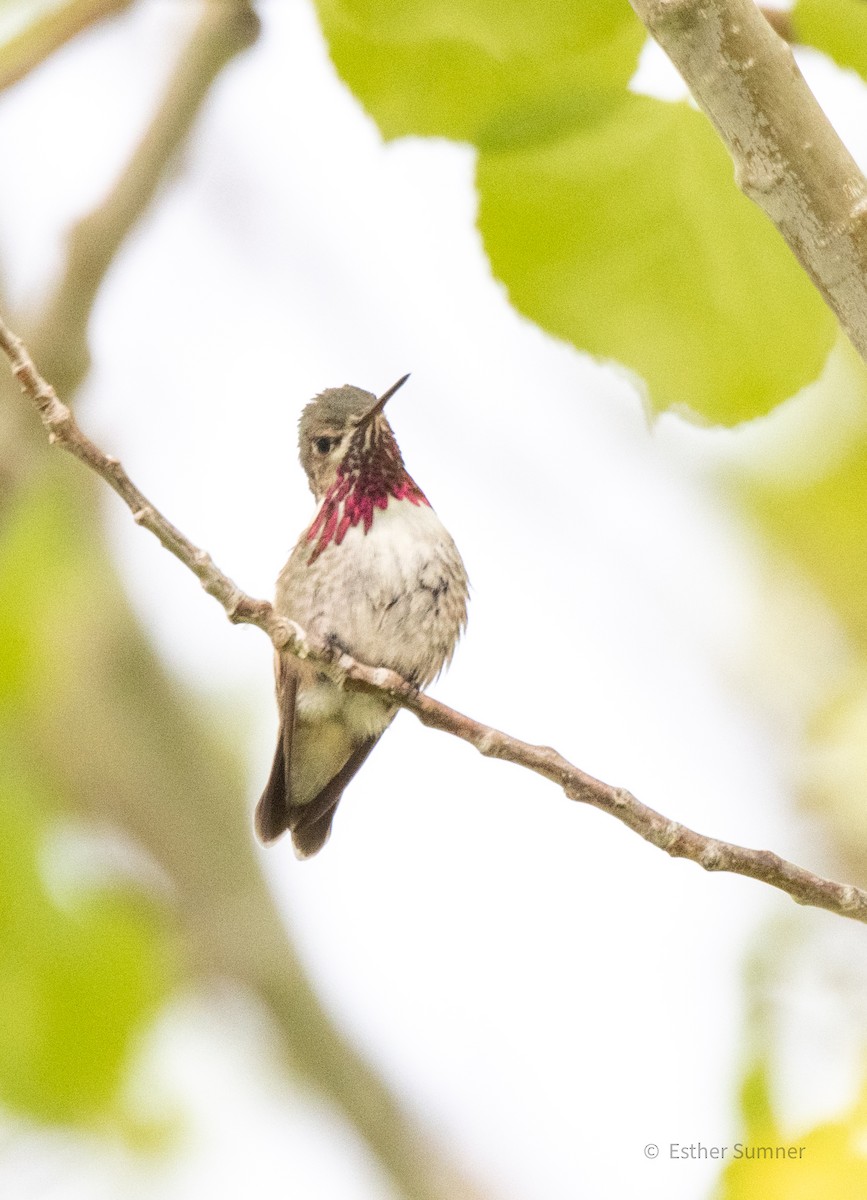 Calliope Hummingbird - ML567816831
