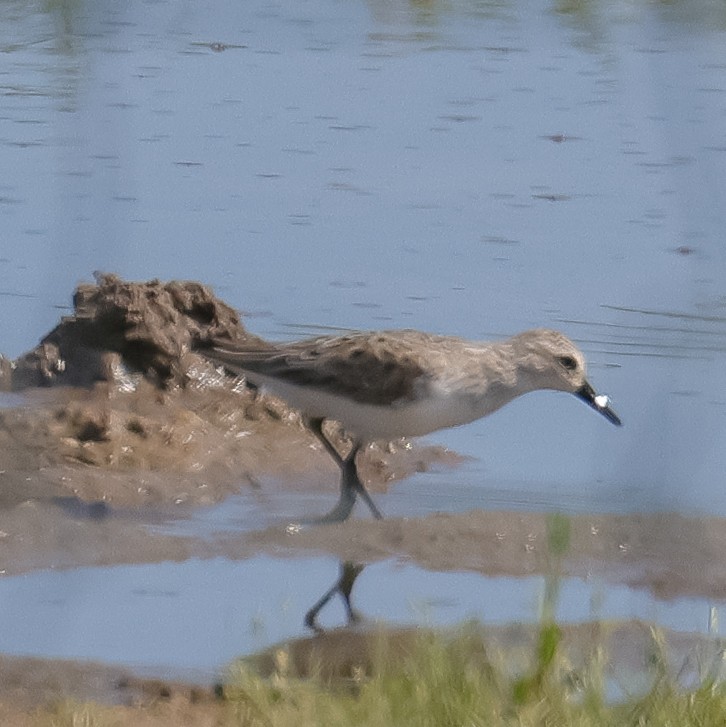 Semipalmated Sandpiper - ML567816841