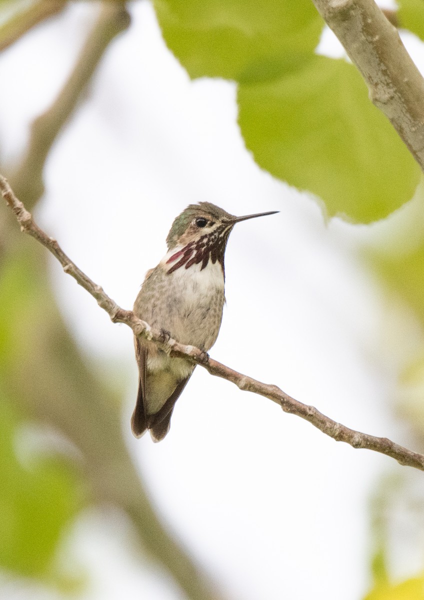 Calliope Hummingbird - ML567816921