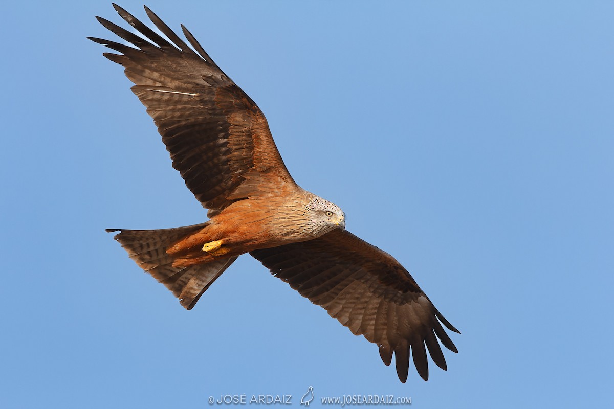 Black Kite - ML567816991