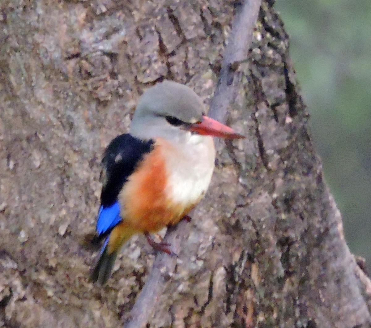 Gray-headed Kingfisher - ML56781741