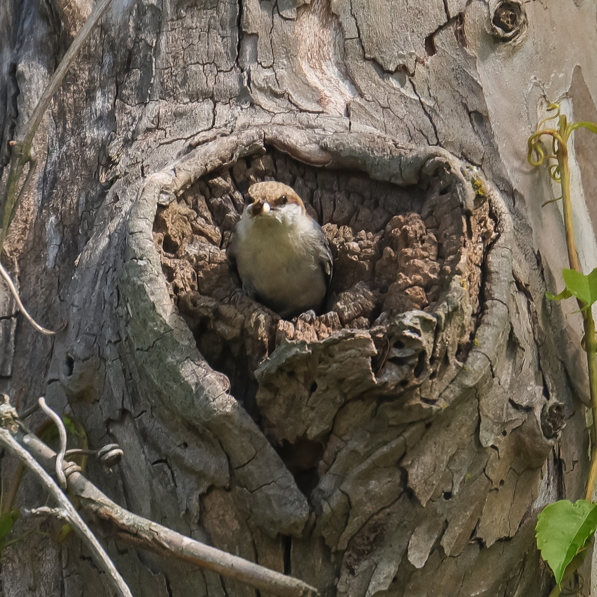 Brown-headed Nuthatch - Deborah H
