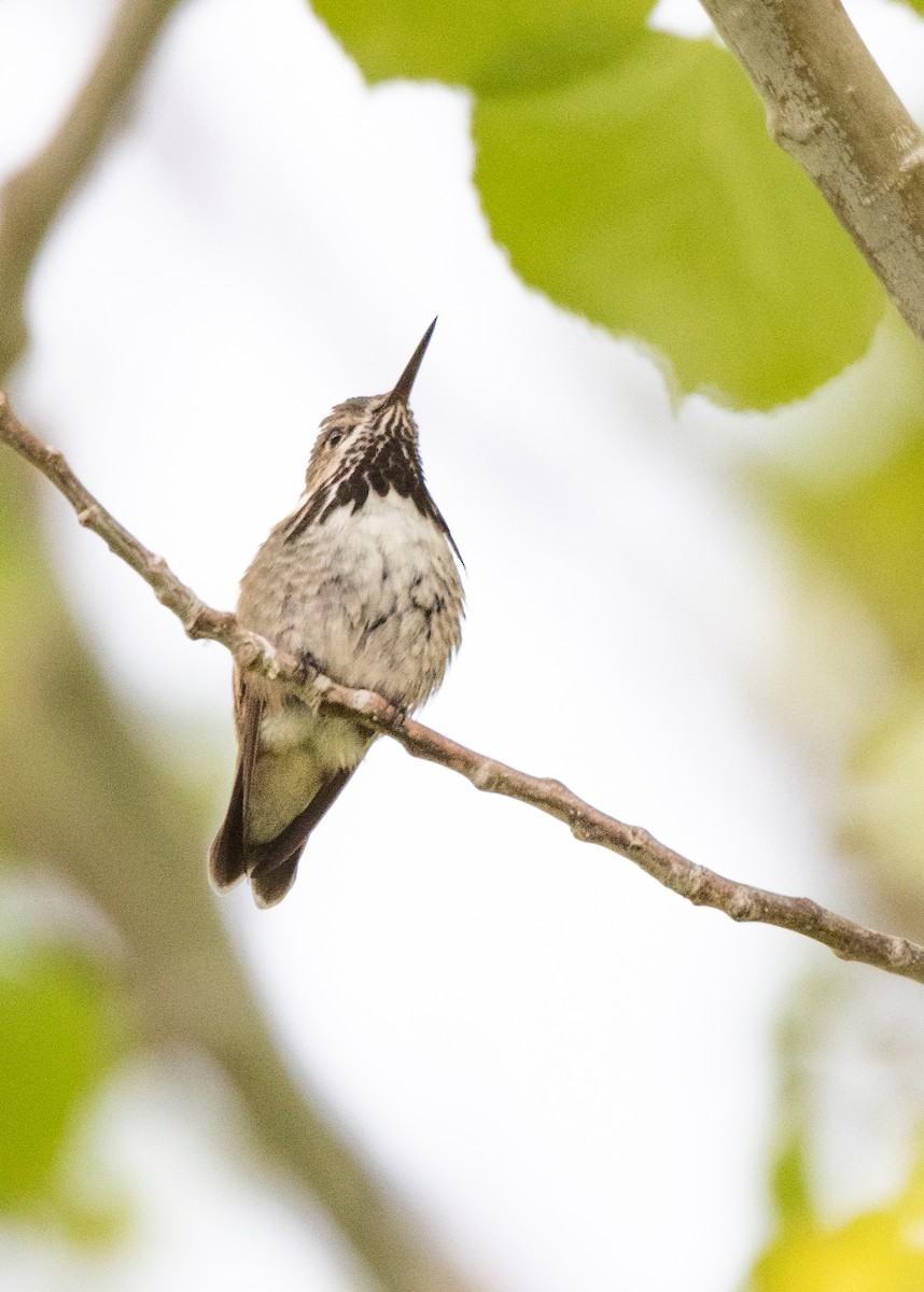 Calliope Hummingbird - ML567817741