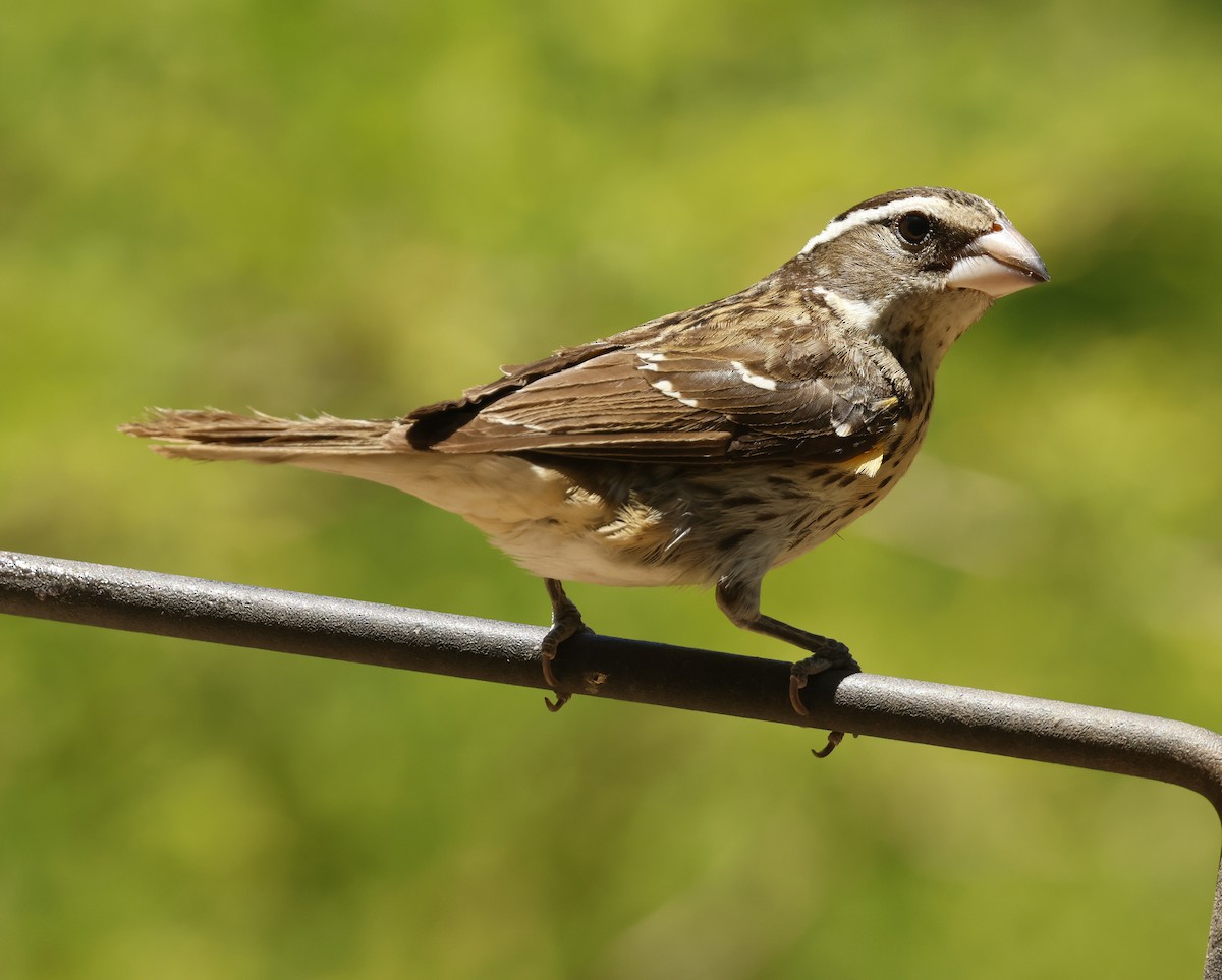 Rose-breasted Grosbeak - ML567818541