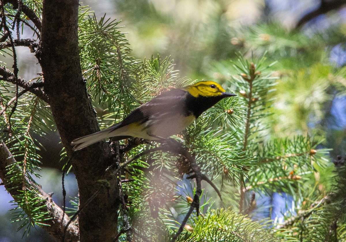 Grünmantel-Waldsänger - ML567818981