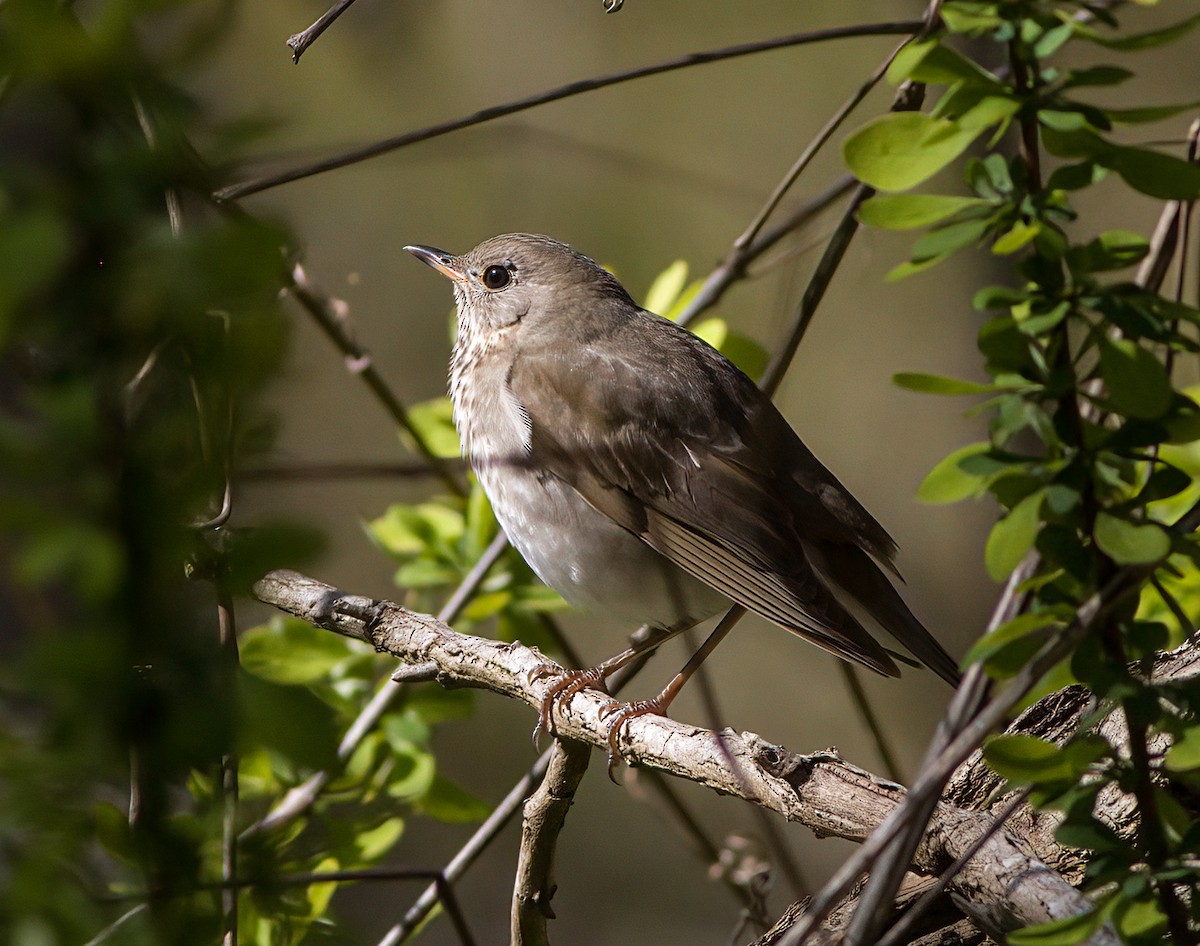 Gray-cheeked Thrush - ML567819101