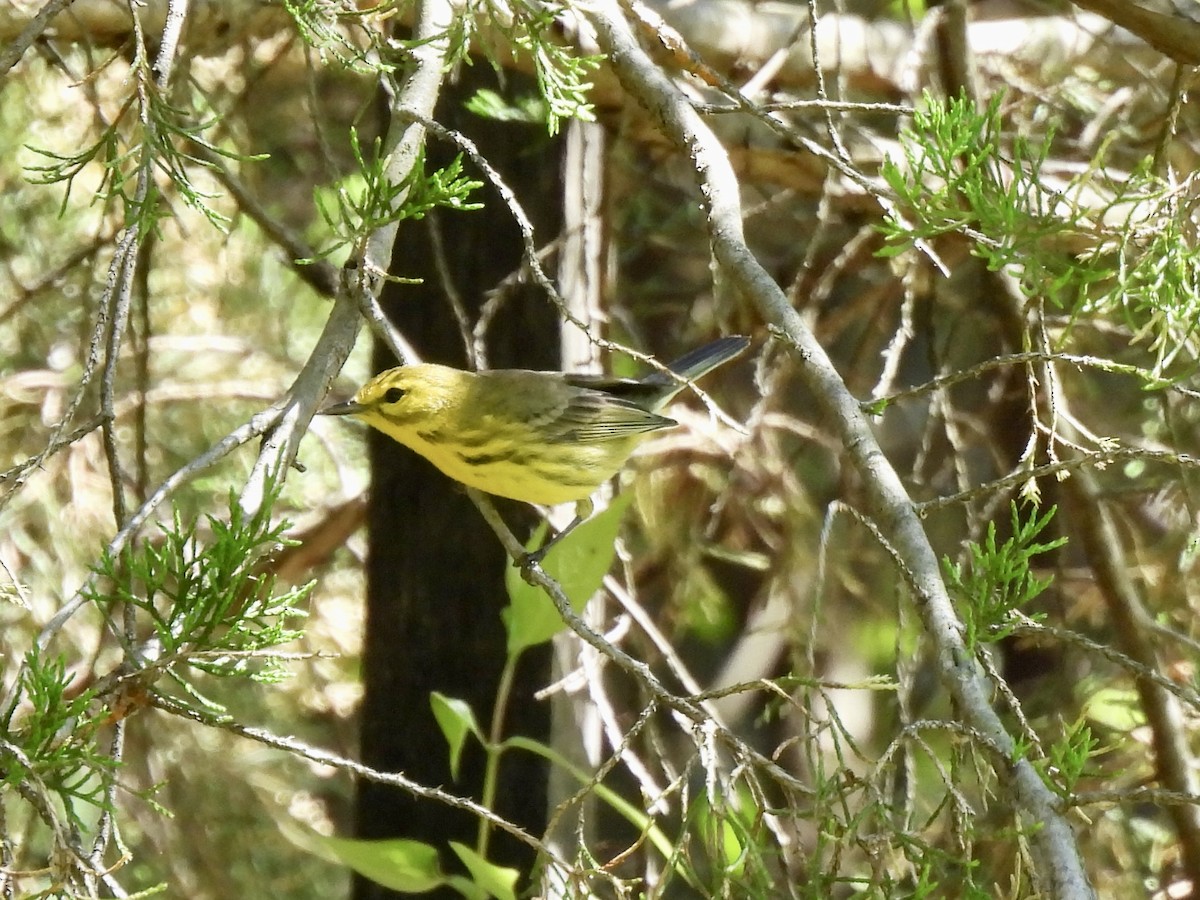 Prairie Warbler - ML567819301