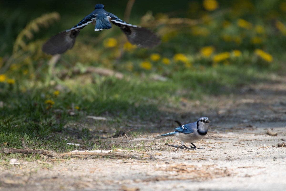 Blue Jay - ML567819381