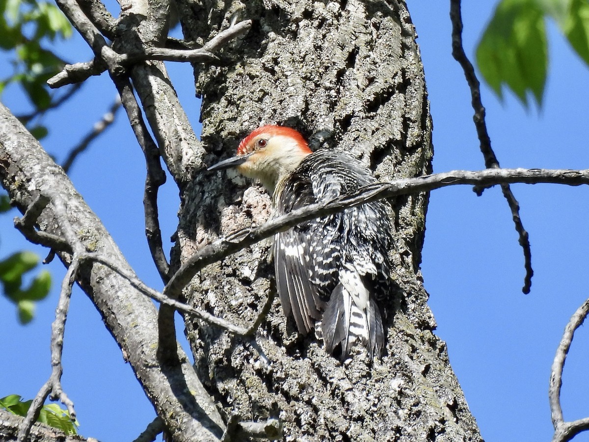 Red-bellied Woodpecker - ML567819521