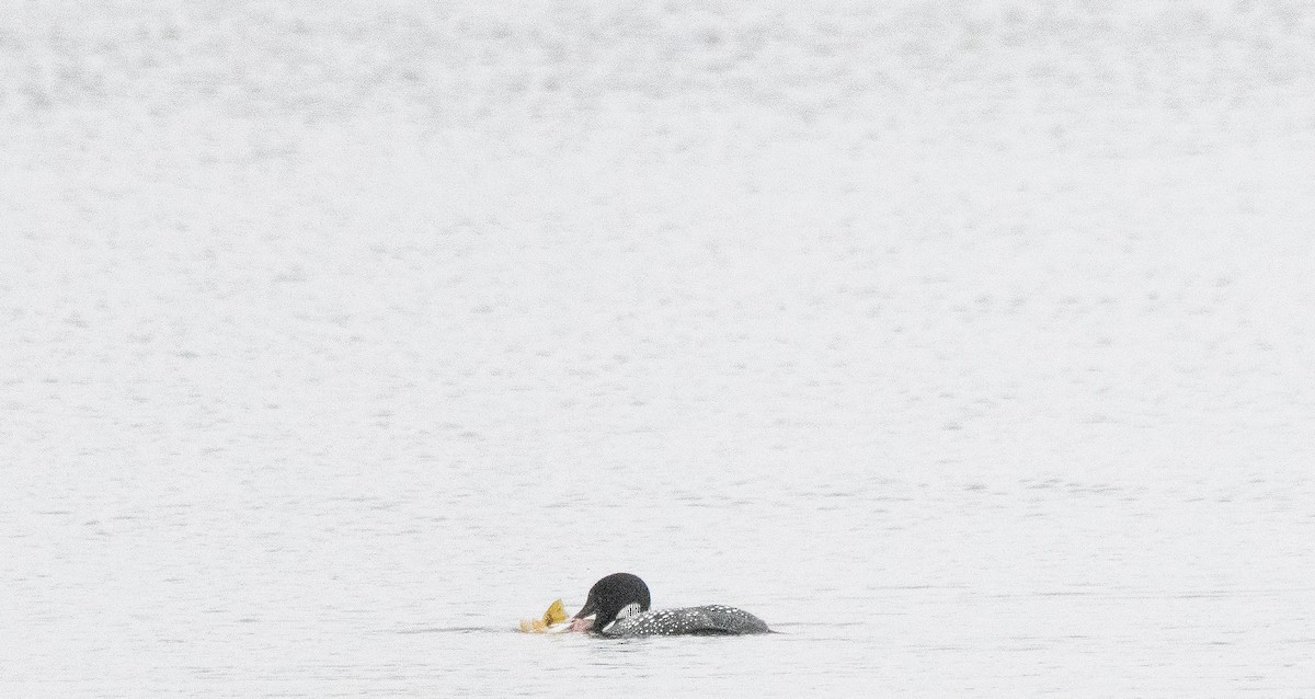 Common Loon - Anuj Ghimire