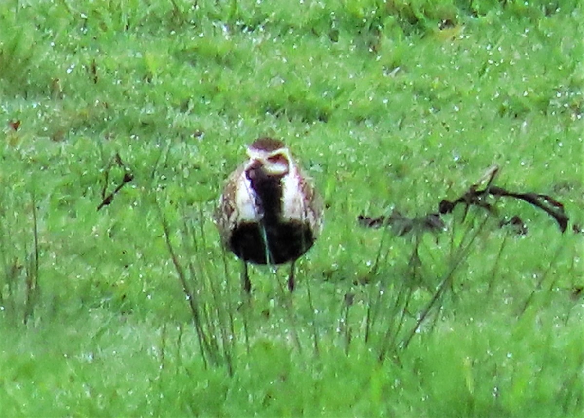 Pacific Golden-Plover - ML567822271