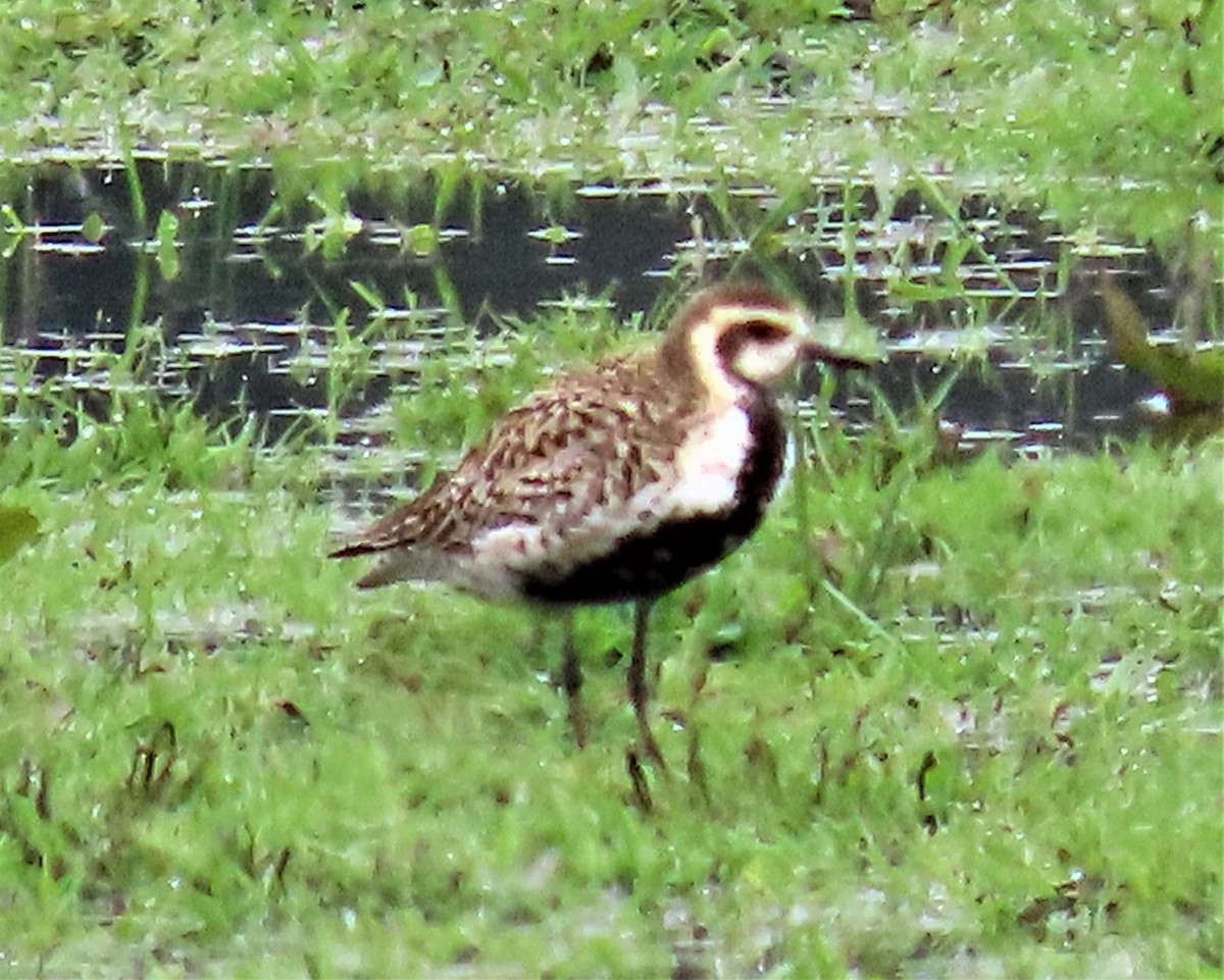 Chorlito Dorado Siberiano - ML567822281