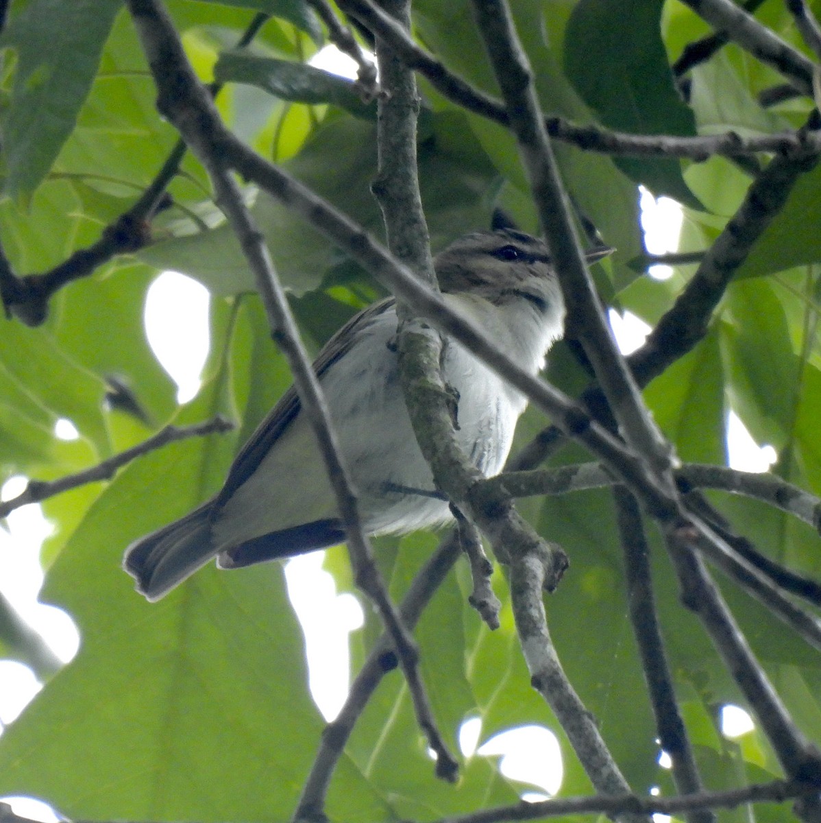 Red-eyed Vireo - ML567822521