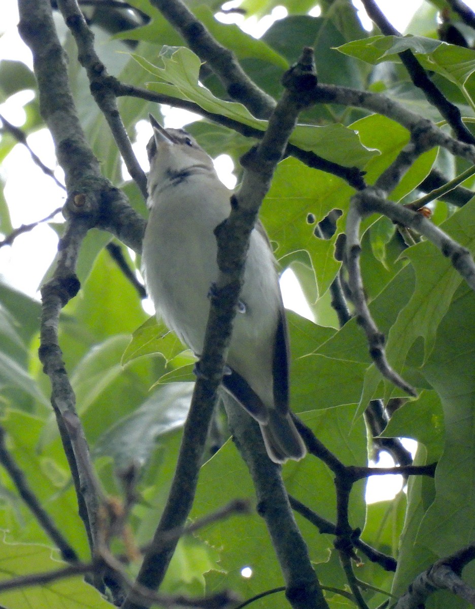 Red-eyed Vireo - ML567822561