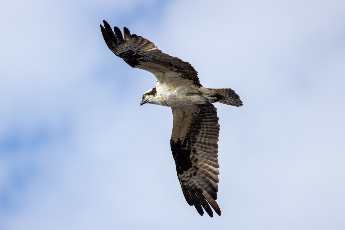 Águila Pescadora - ML567822671