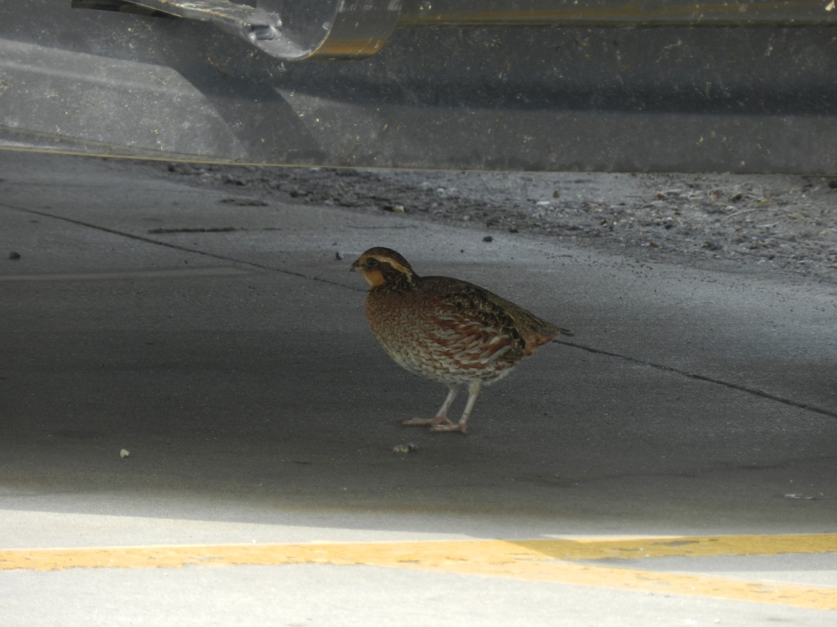 Northern Bobwhite - ML567822731