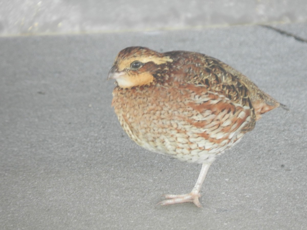 Northern Bobwhite - ML567822771