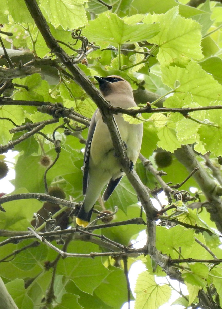 Cedar Waxwing - ML567822911
