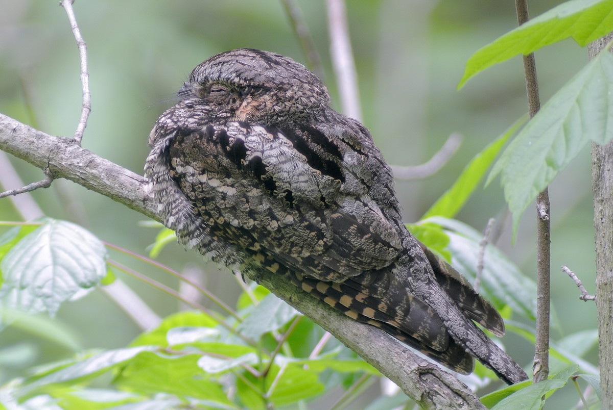 Eastern Whip-poor-will - ML567823481