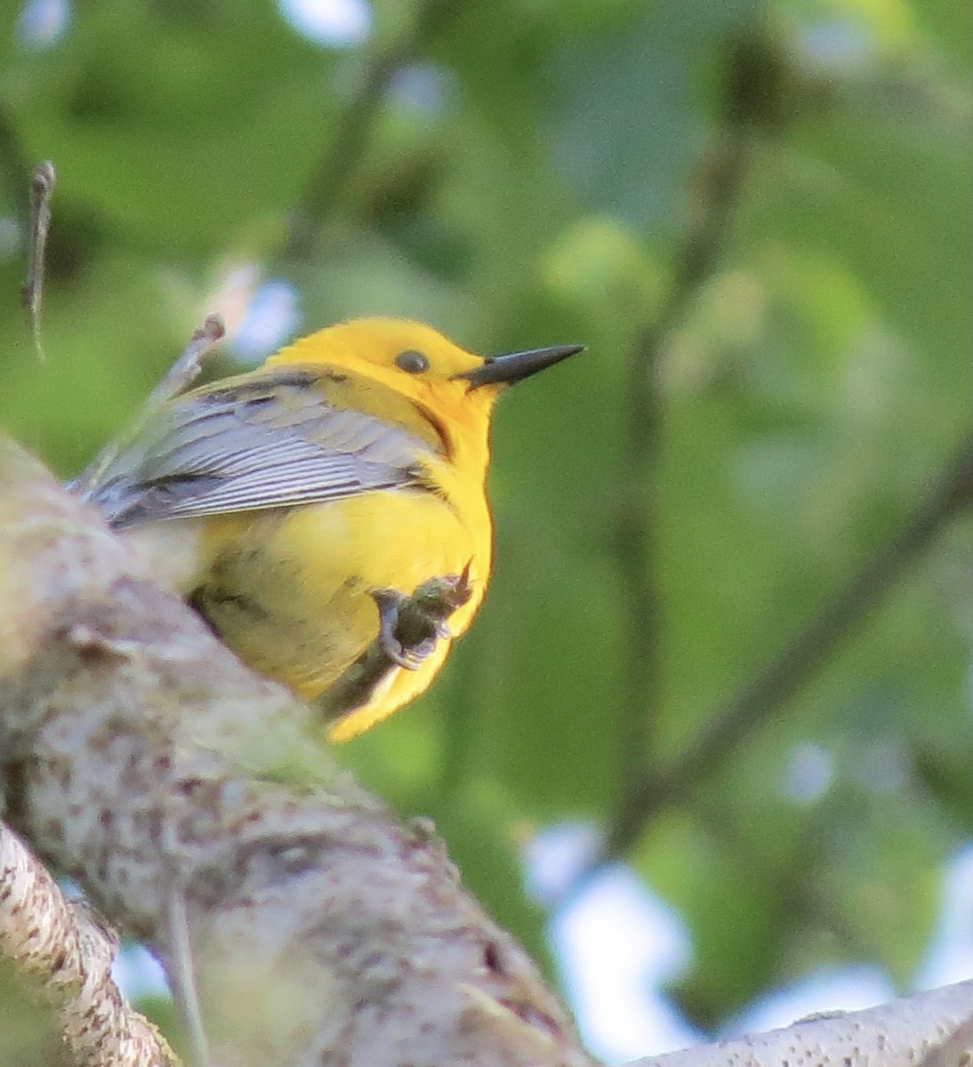 Prothonotary Warbler - ML567824601